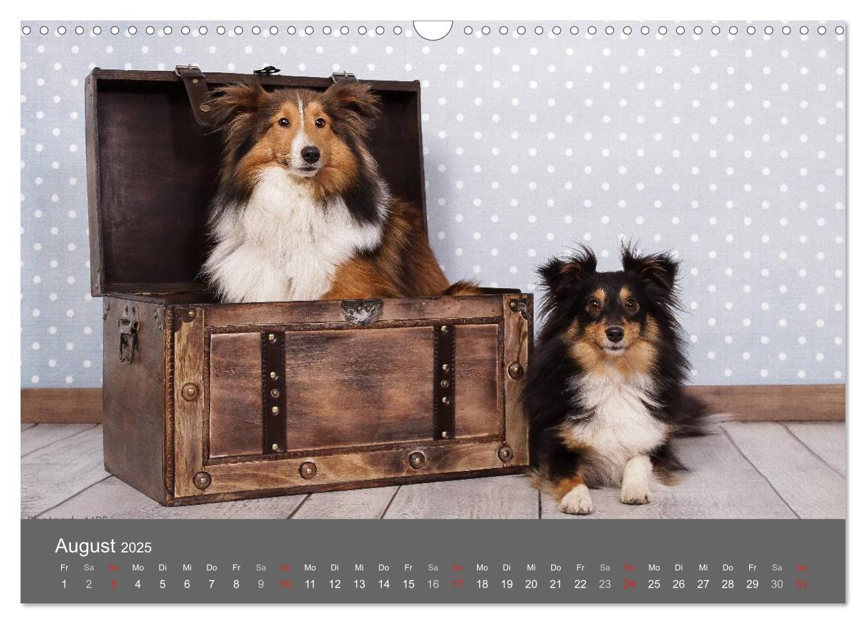 Bild: 9783435731756 | Shelties : Charmeure auf 4 Pfoten (Wandkalender 2025 DIN A3 quer),...