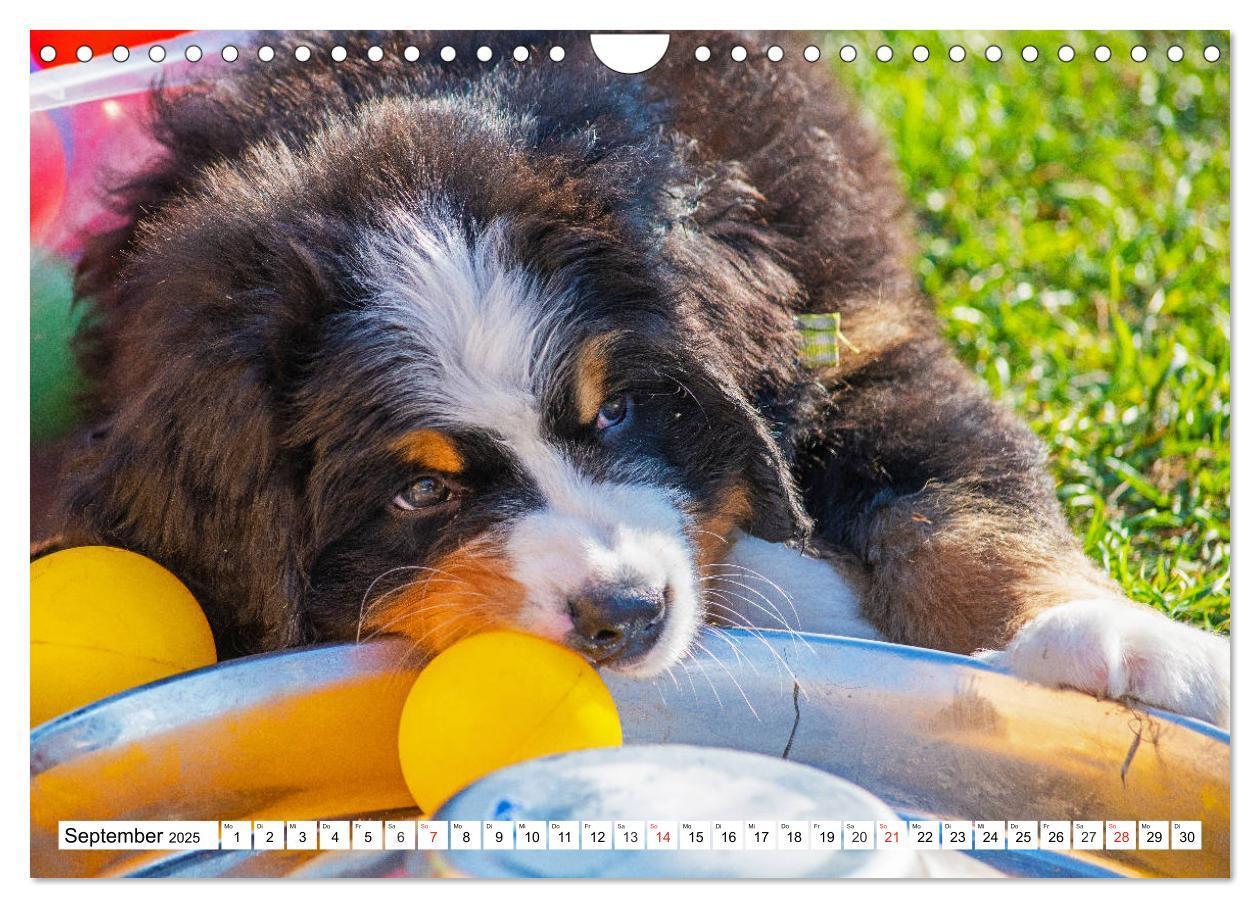 Bild: 9783435215737 | Kleine Herzen auf 4 Pfoten - Berner Sennenhunde (Wandkalender 2025...