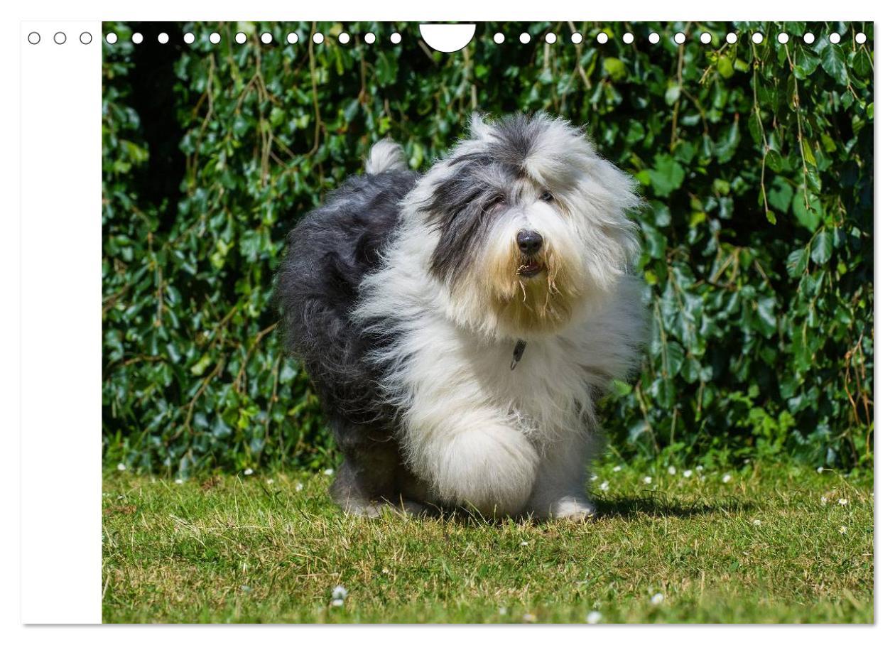 Bild: 9783435545902 | Traumhund Bobtail (Wandkalender 2025 DIN A4 quer), CALVENDO...