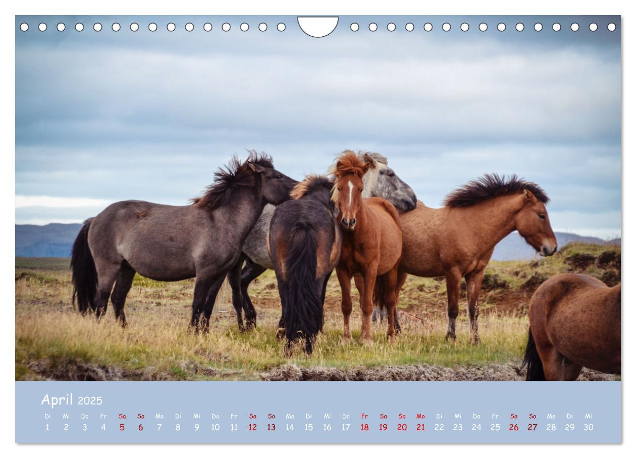 Bild: 9783435072293 | Das Islandpferd (Wandkalender 2025 DIN A4 quer), CALVENDO...