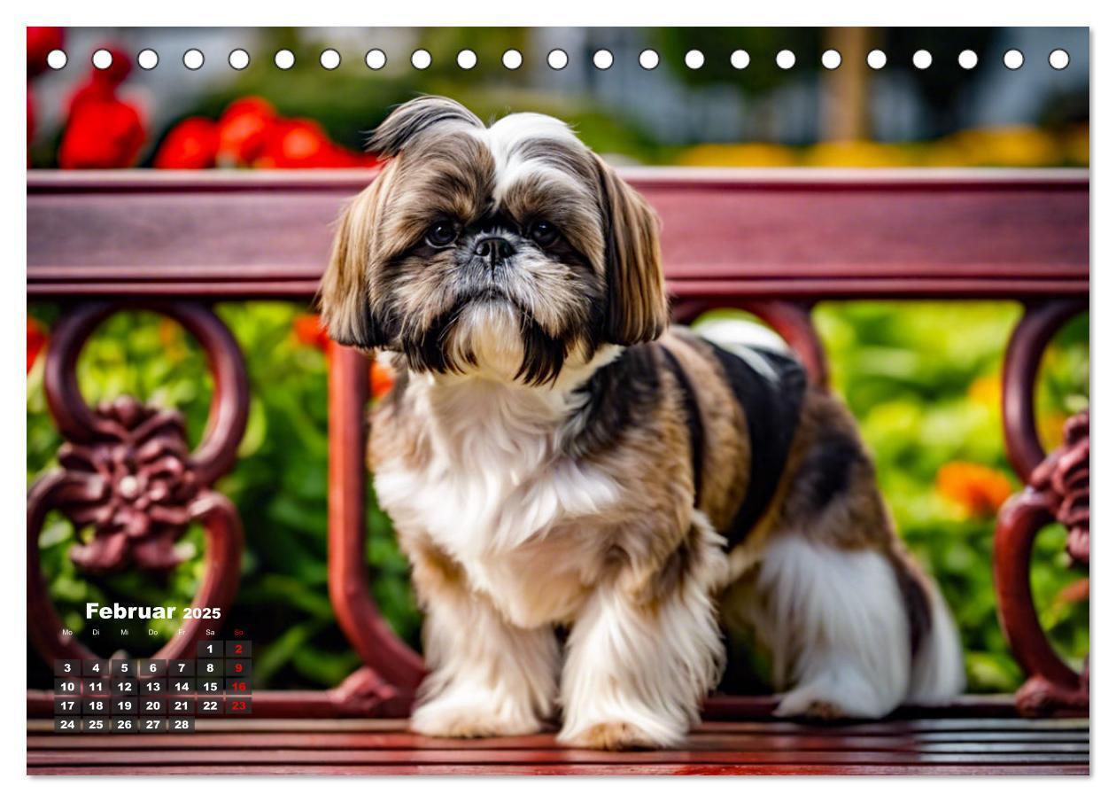 Bild: 9783435647279 | Shih Tzu - der wuschelige Hund aus Tibet (Tischkalender 2025 DIN A5...