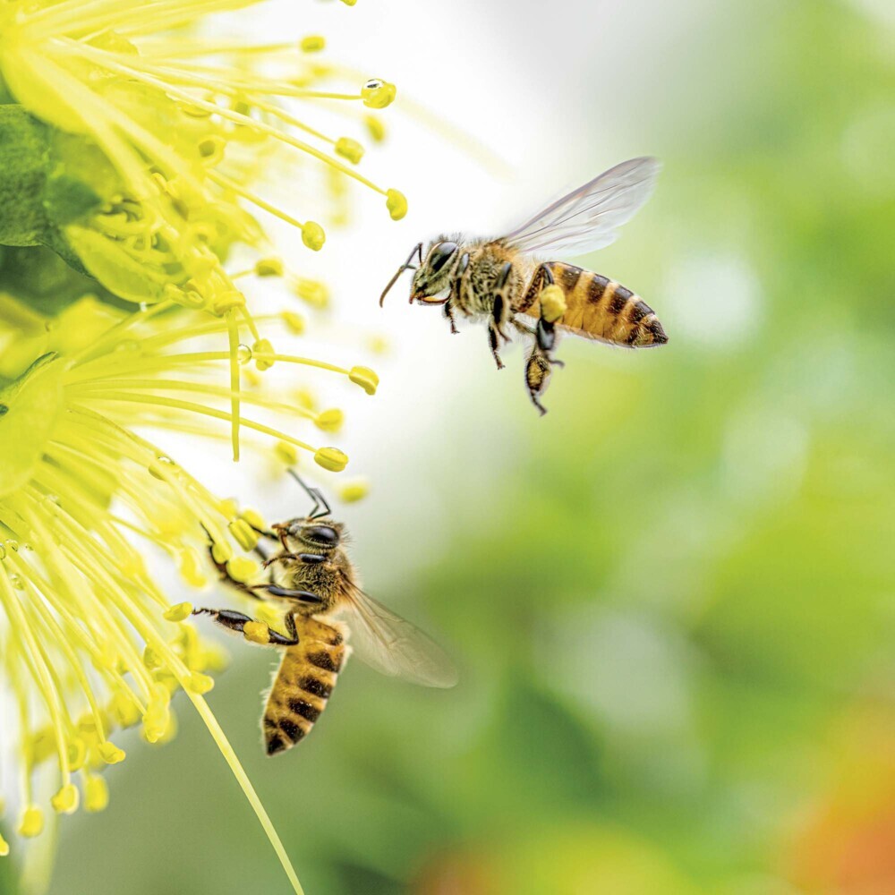 Bild: 9783959294751 | Bienen 2025 | Kalender 2025 | Kalender | Drahtheftung | 28 S. | 2025