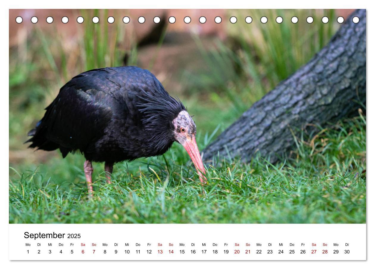 Bild: 9783435135714 | Der Waldrapp - Ein skurriler Vogel (Tischkalender 2025 DIN A5...