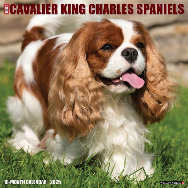 Cover: 9781549242274 | Just Cavalier King Charles Spaniels 2025 12 X 12 Wall Calendar | Press