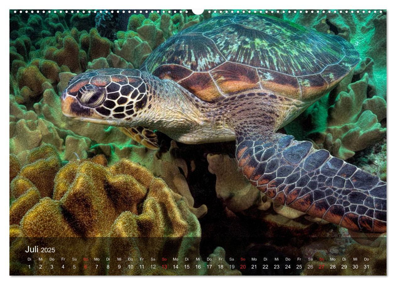 Bild: 9783435596959 | Schildkröten des Ozeans (Wandkalender 2025 DIN A2 quer), CALVENDO...