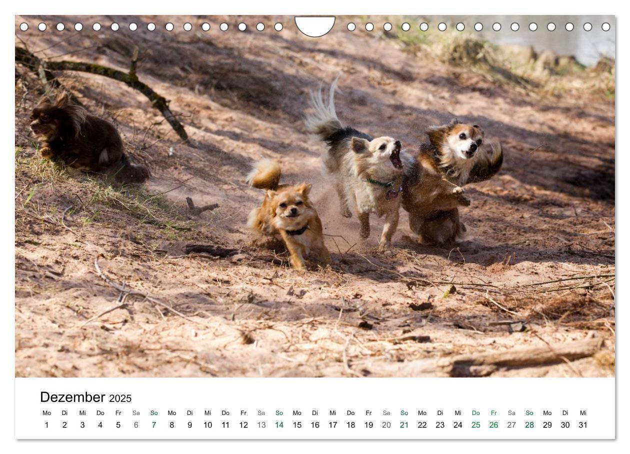 Bild: 9783435772810 | Chihuahuas - kleine Herzensbrecher (Wandkalender 2025 DIN A4 quer),...