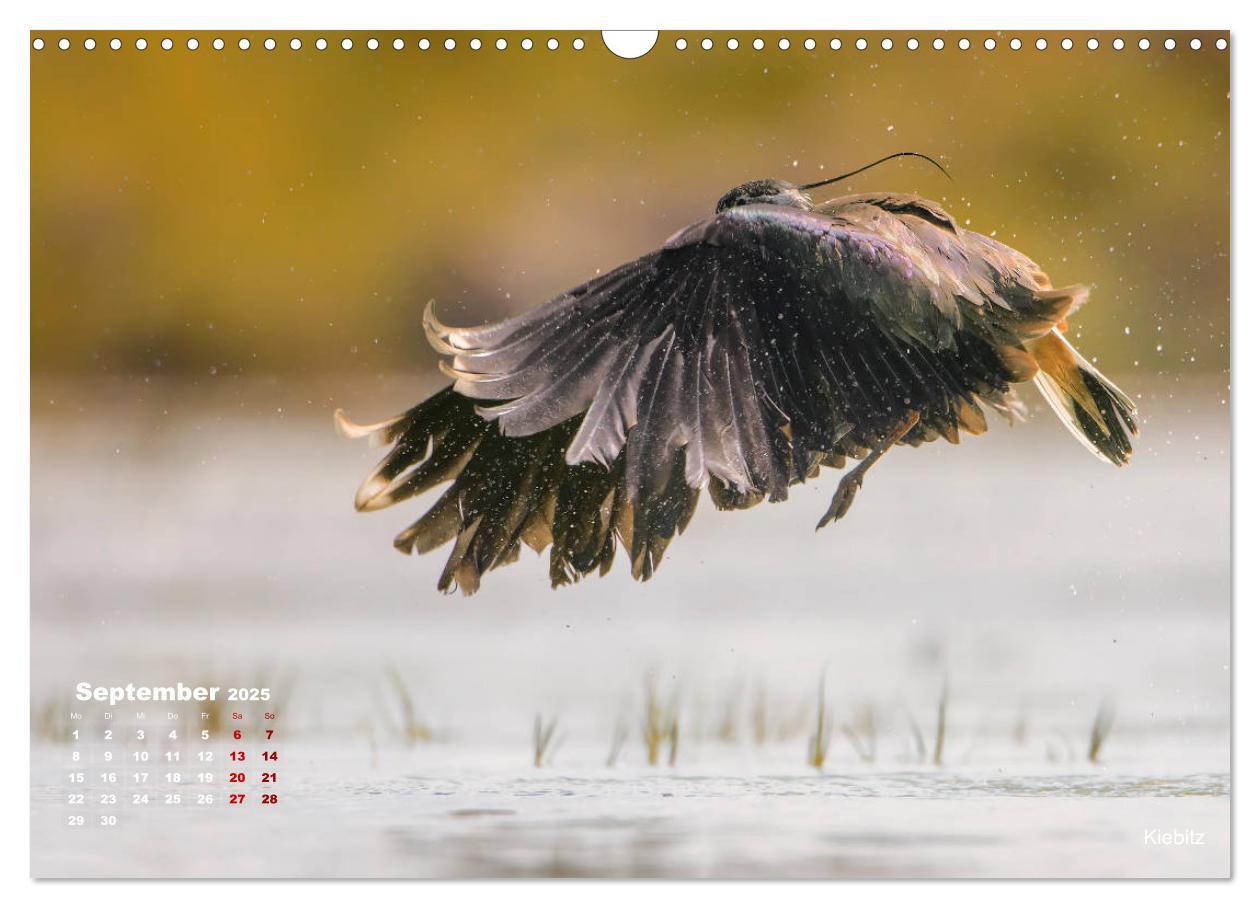 Bild: 9783435379859 | Wattvögel an der Friesischen IJsselmeerküste (Wandkalender 2025 DIN...