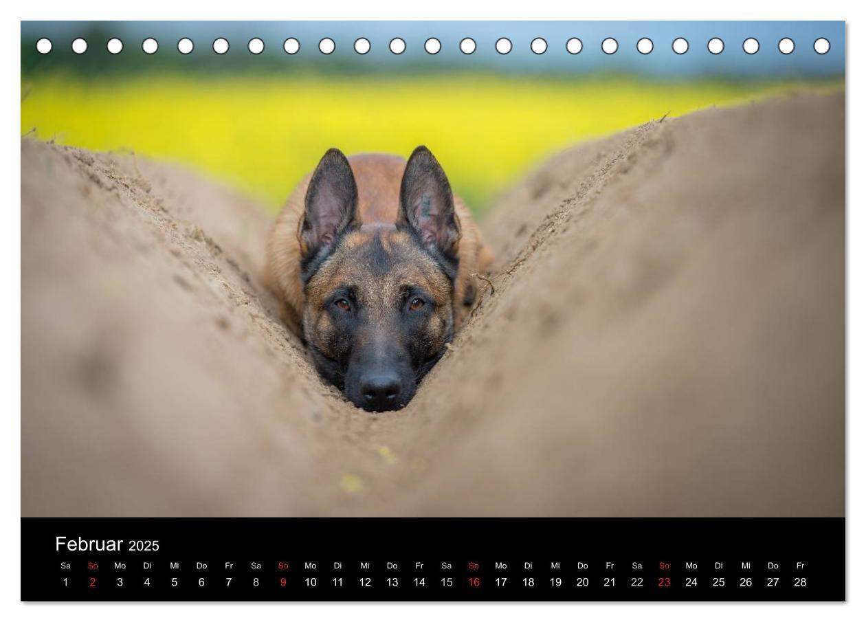 Bild: 9783435642267 | Belgischer Schäferhund - Der Malinois (Tischkalender 2025 DIN A5...