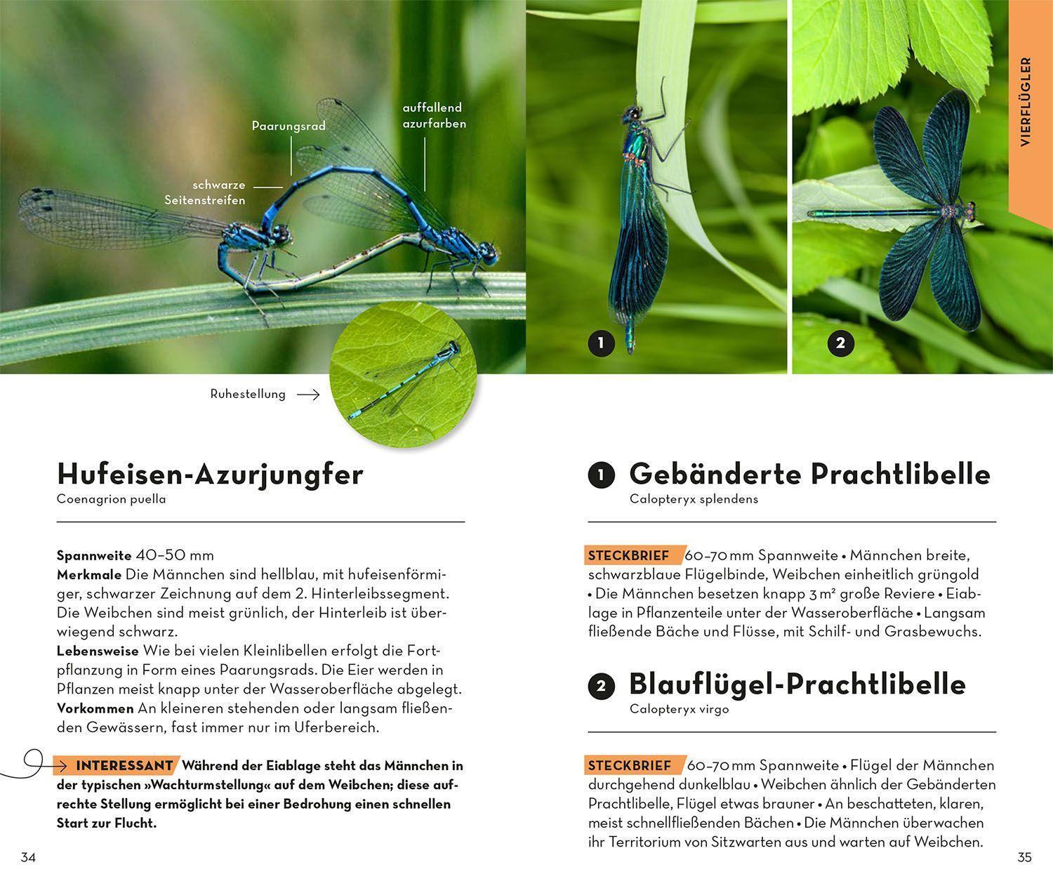 Bild: 9783440173916 | BASIC Insekten | Roland Gerstmeier | Taschenbuch | 128 S. | Deutsch