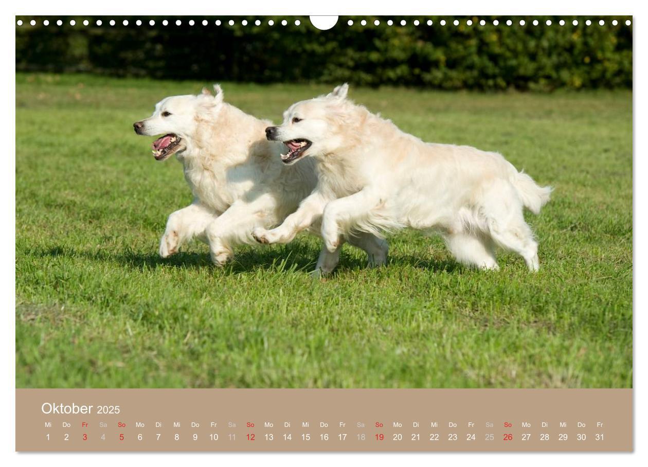 Bild: 9783435743827 | Golden Retriever (Wandkalender 2025 DIN A3 quer), CALVENDO...