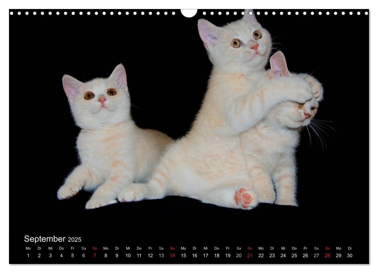 Bild: 9783435833597 | Britisch Kurzhaar Katzen (Wandkalender 2025 DIN A3 quer), CALVENDO...