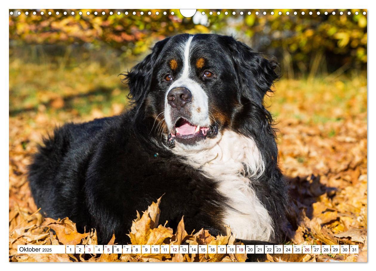 Bild: 9783435380800 | Faszinierende Schönheit Berner Sennenhund (Wandkalender 2025 DIN A3...