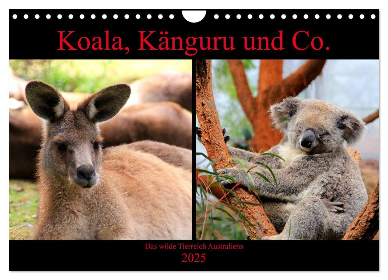 Cover: 9783435444441 | Koala, Känguru und Co. ¿ Das wilde Tierreich Australiens...