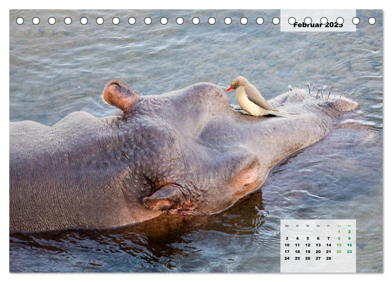 Bild: 9783435327461 | Nilpferde, Kolosse im Wasser (Tischkalender 2025 DIN A5 quer),...