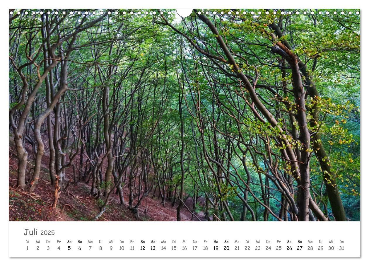 Bild: 9783435269891 | Wald - bezaubernde Wälder (Wandkalender 2025 DIN A3 quer), CALVENDO...