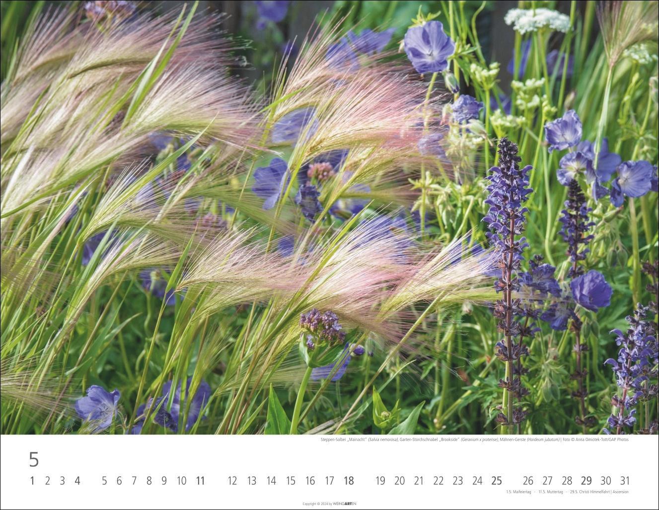 Bild: 9783839901434 | Gräser Kalender 2025 | Kalender | Spiralbindung | 14 S. | Deutsch