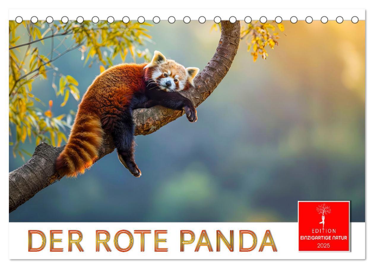 Cover: 9783457137208 | Der Rote Panda (Tischkalender 2025 DIN A5 quer), CALVENDO...