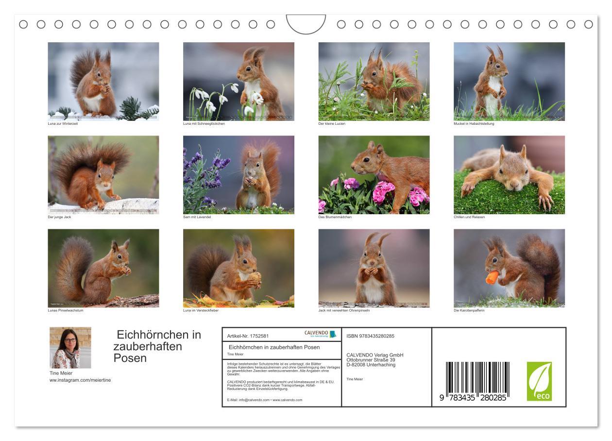 Bild: 9783435280285 | Eichhörnchen in zauberhaften Posen (Wandkalender 2025 DIN A4 quer),...