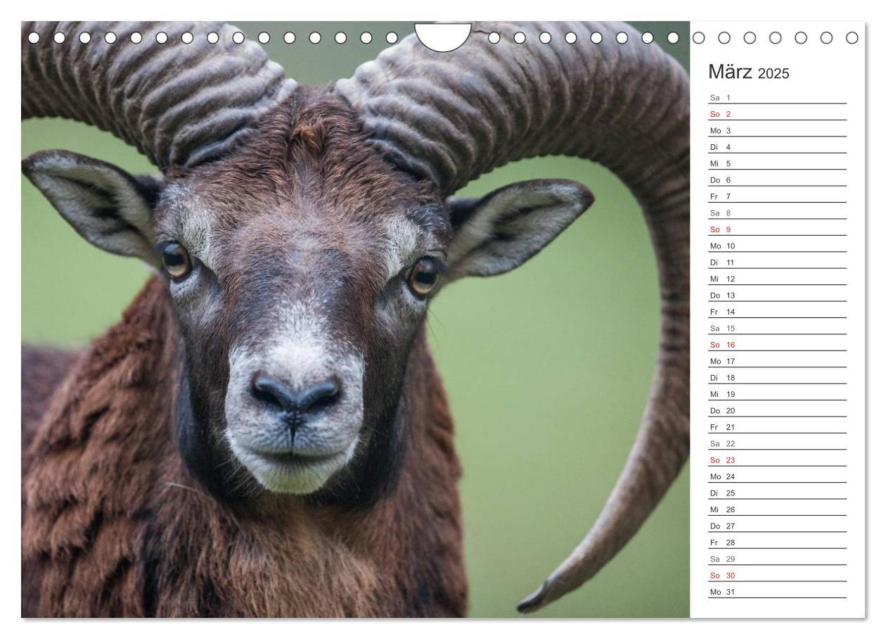 Bild: 9783435544493 | Emotionale Momente: Muffelwild. (Wandkalender 2025 DIN A4 quer),...