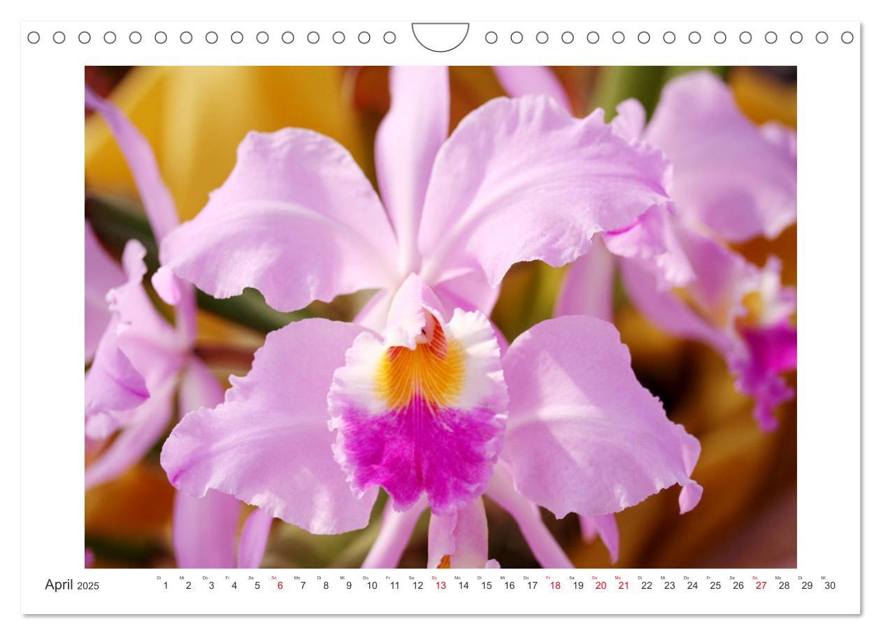 Bild: 9783435289455 | Orchideen Feuerwerk der Farben (Wandkalender 2025 DIN A4 quer),...