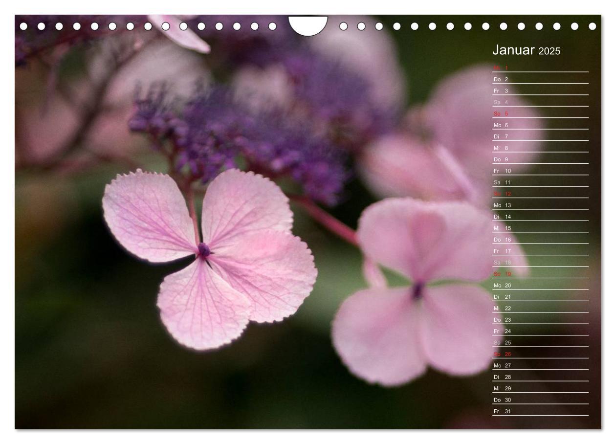 Bild: 9783435507412 | Die Hortensie und ihre vielen Gesichter (Wandkalender 2025 DIN A4...