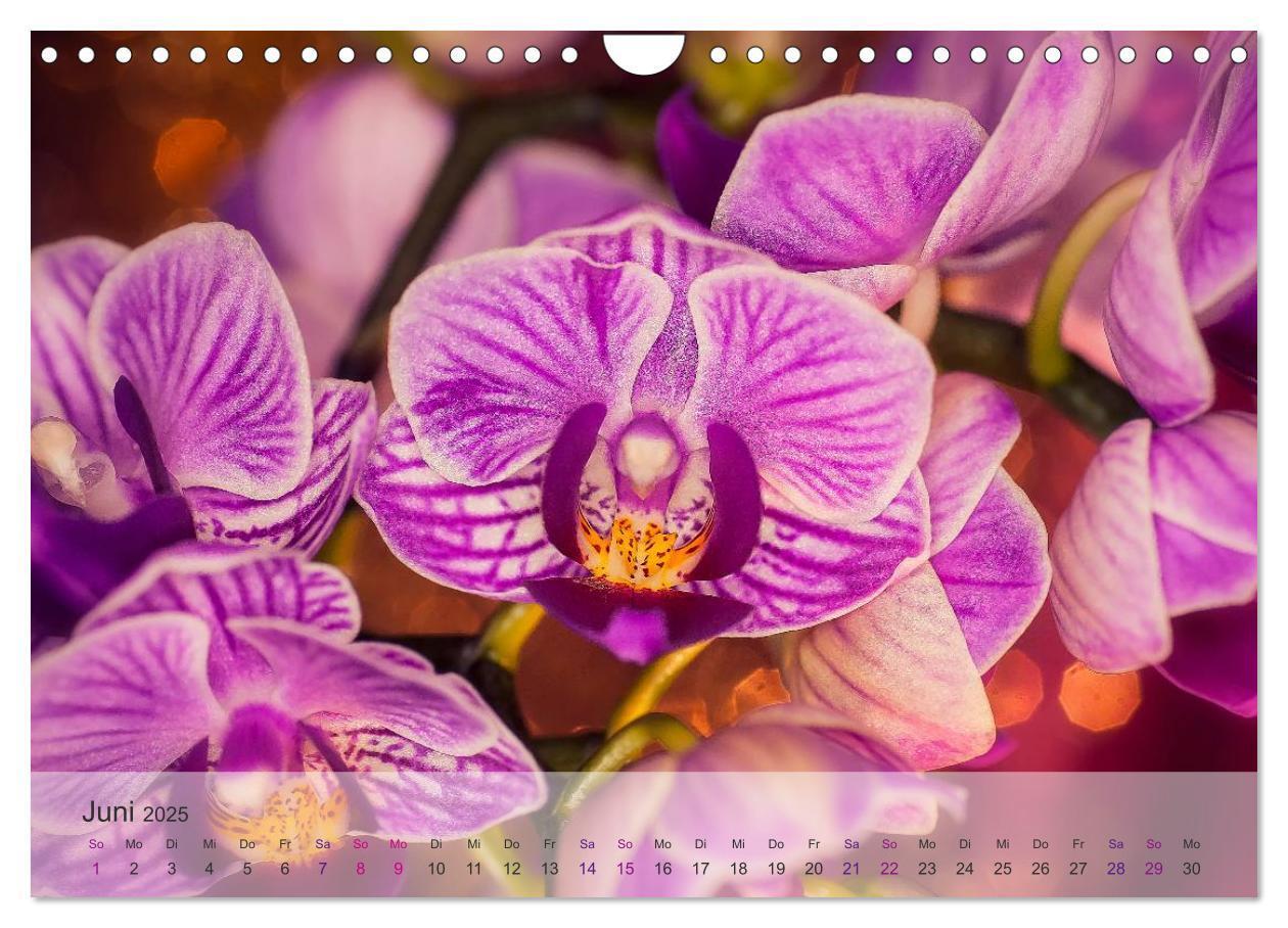 Bild: 9783435689750 | Phalaenopsis - die zauberhafte Welt der Orchideen (Wandkalender...