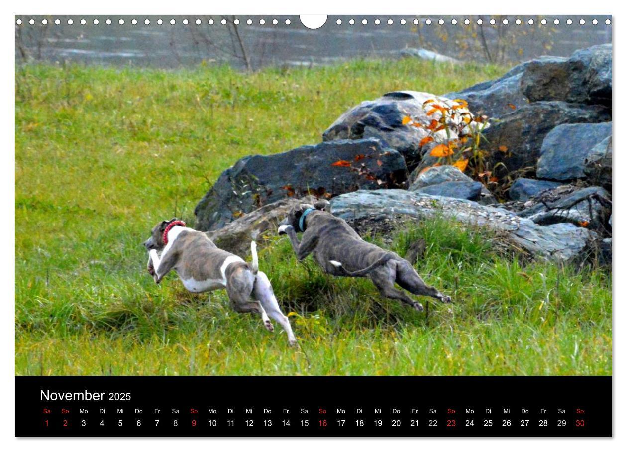 Bild: 9783435634385 | Whippets in Aktion (Wandkalender 2025 DIN A3 quer), CALVENDO...