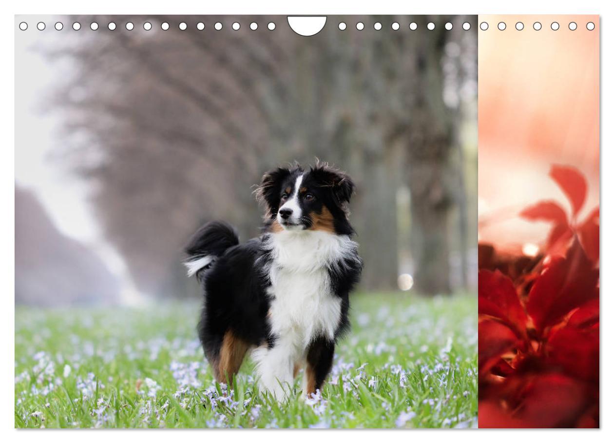 Bild: 9783435187249 | Australian Shepherd Tri Color (Wandkalender 2025 DIN A4 quer),...