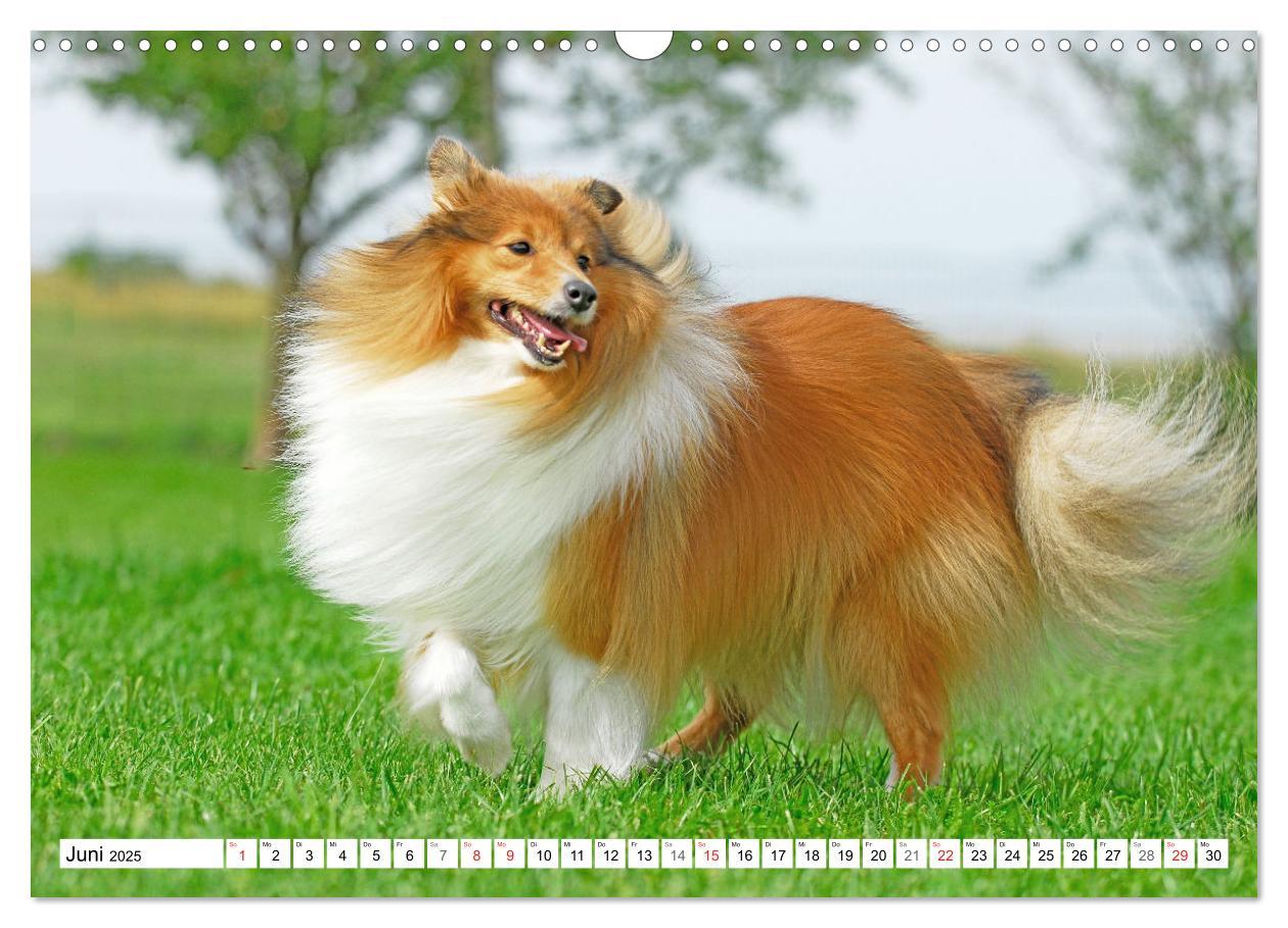 Bild: 9783435131648 | Hütehund der Shetland Inseln - Shetland Sheepdog (Wandkalender 2025...