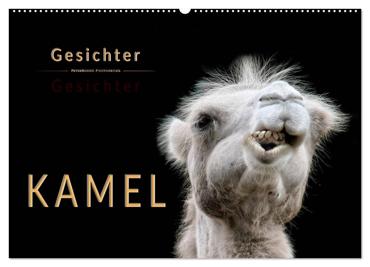 Cover: 9783435355570 | Kamel Gesichter (Wandkalender 2025 DIN A2 quer), CALVENDO...