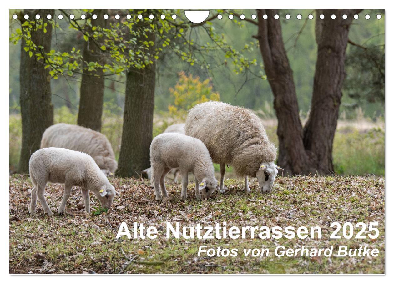 Cover: 9783435354375 | Alte Nutztierrassen 2025 (Wandkalender 2025 DIN A4 quer), CALVENDO...