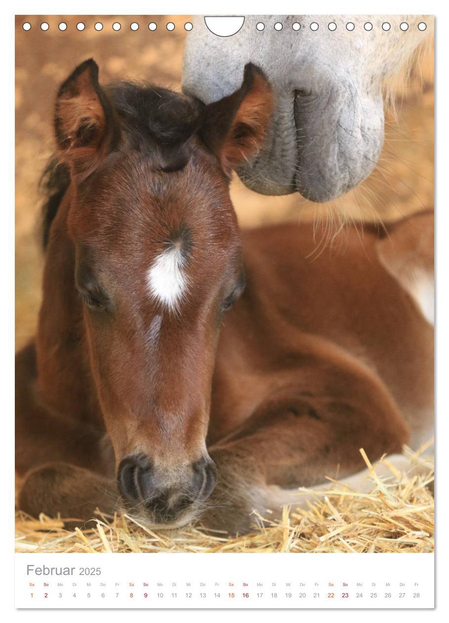 Bild: 9783435987702 | Caballos - Die schönen Pferde Spaniens (Wandkalender 2025 DIN A4...