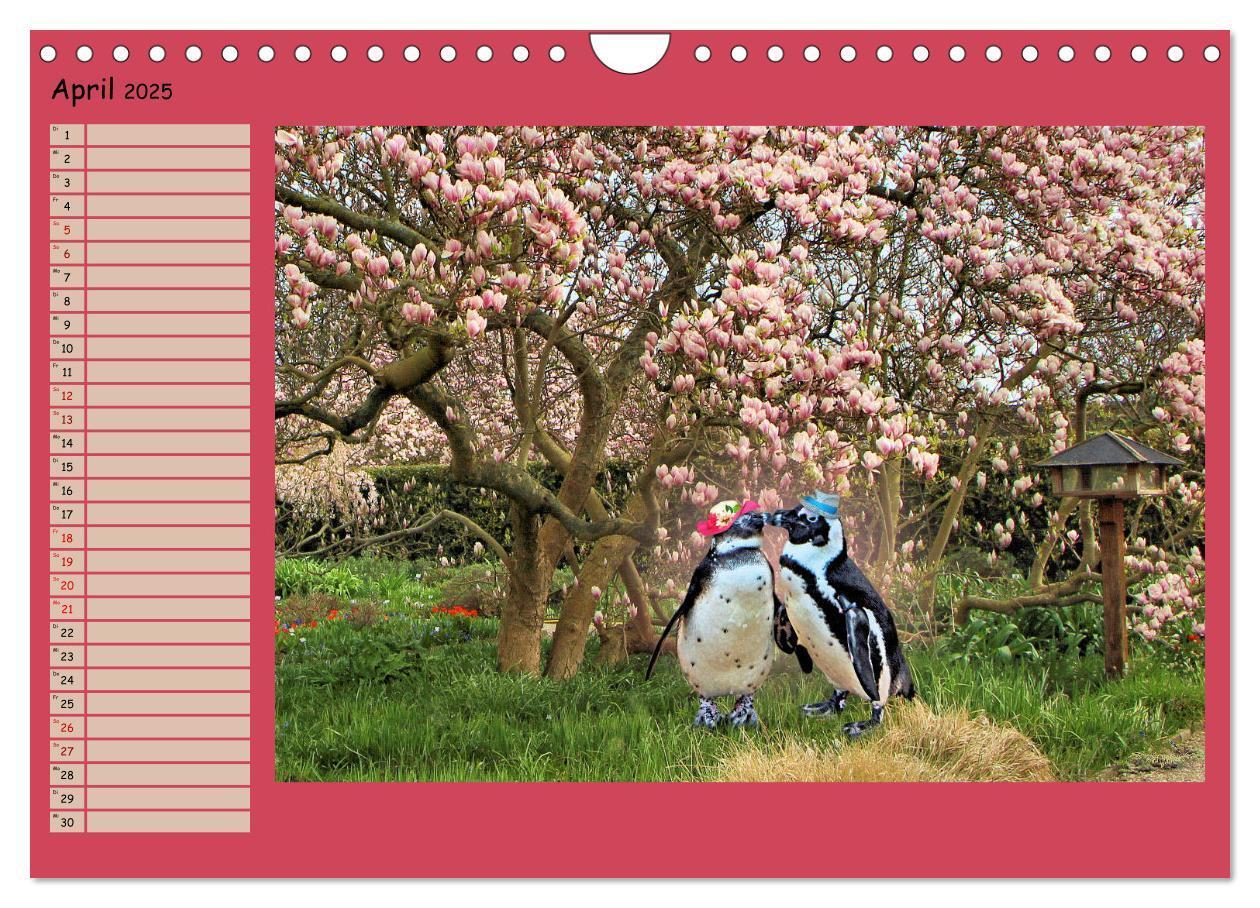 Bild: 9783435313877 | Pinguine privat Planer (Wandkalender 2025 DIN A4 quer), CALVENDO...