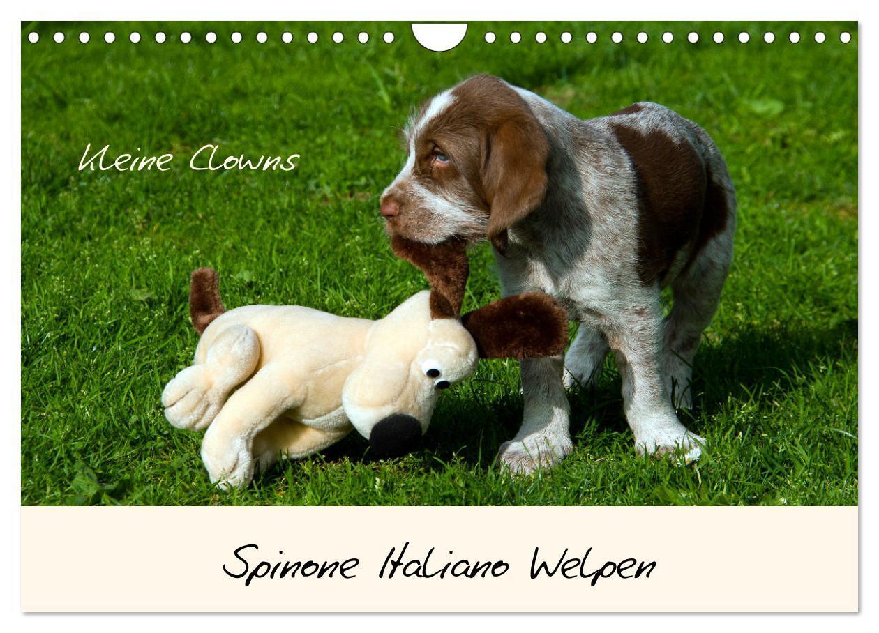 Cover: 9783435054275 | Spinone Italiano Welpen - Kleine Clowns (Wandkalender 2025 DIN A4...