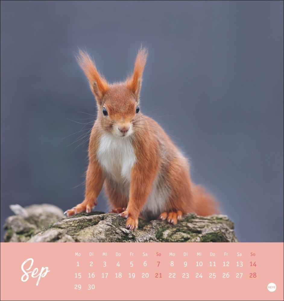 Bild: 9783756407071 | Eichhörnchen Postkartenkalender 2025 | Kalender | Spiralbindung | 2025