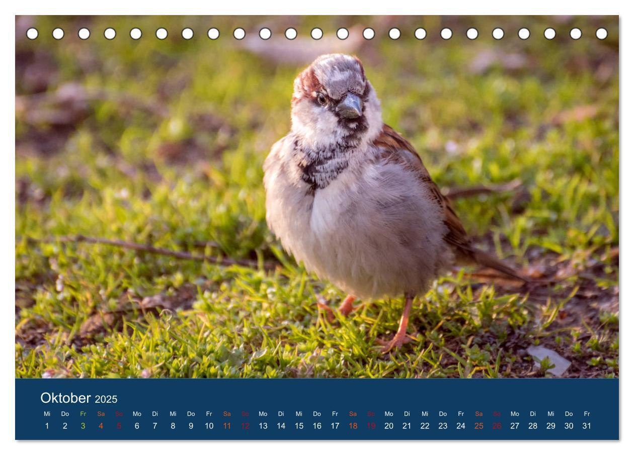 Bild: 9783435788194 | Spatzen-Kalender (Tischkalender 2025 DIN A5 quer), CALVENDO...