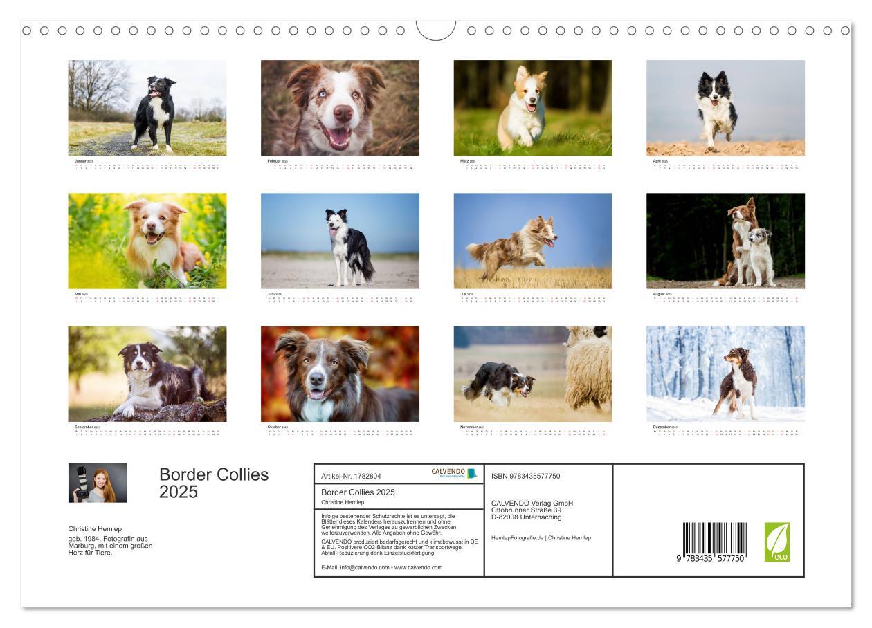 Bild: 9783435577750 | Border Collies 2025 (Wandkalender 2025 DIN A3 quer), CALVENDO...