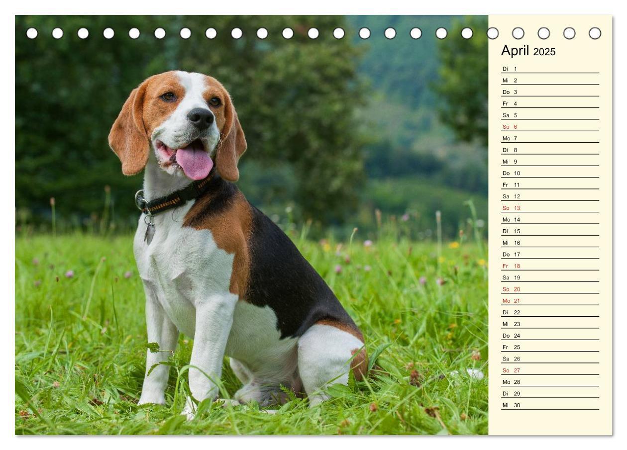 Bild: 9783435540396 | Beagle - Herz auf 4 Pfoten (Tischkalender 2025 DIN A5 quer),...