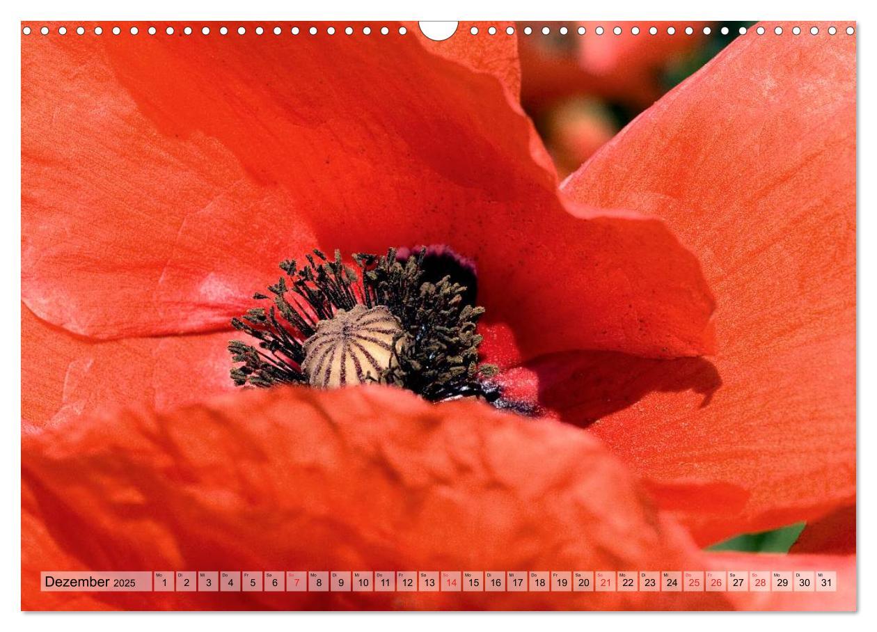 Bild: 9783435829125 | Voll Mohn (Wandkalender 2025 DIN A3 quer), CALVENDO Monatskalender