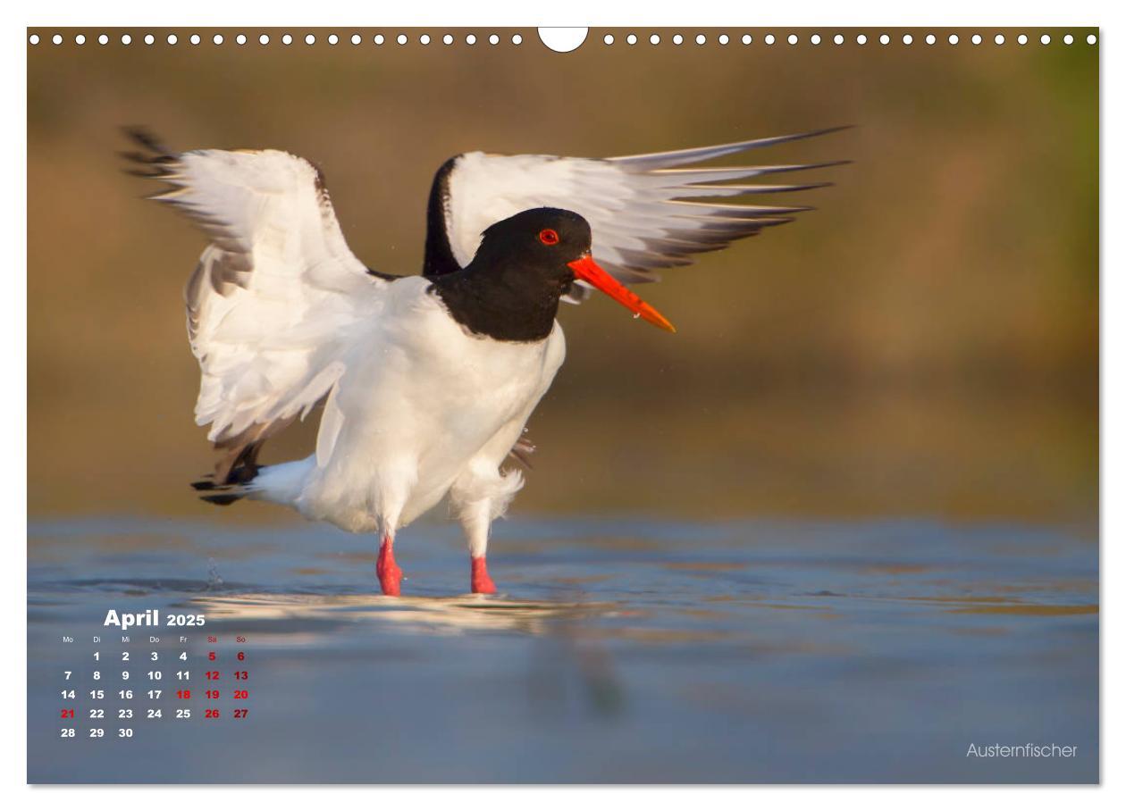 Bild: 9783435379859 | Wattvögel an der Friesischen IJsselmeerküste (Wandkalender 2025 DIN...