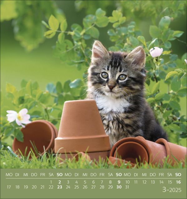 Bild: 9783731876724 | Schmusekatzen 2025 | aufstellbarer Postkartenkalender | Korsch Verlag