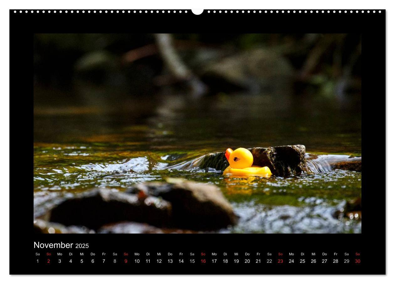 Bild: 9783435691555 | Enten-Rennen (Wandkalender 2025 DIN A2 quer), CALVENDO Monatskalender