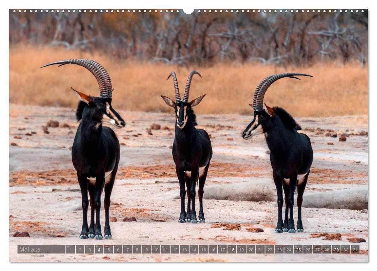 Bild: 9783435725229 | Botswana ¿ Landschaft und Tierwelt (Wandkalender 2025 DIN A2 quer),...