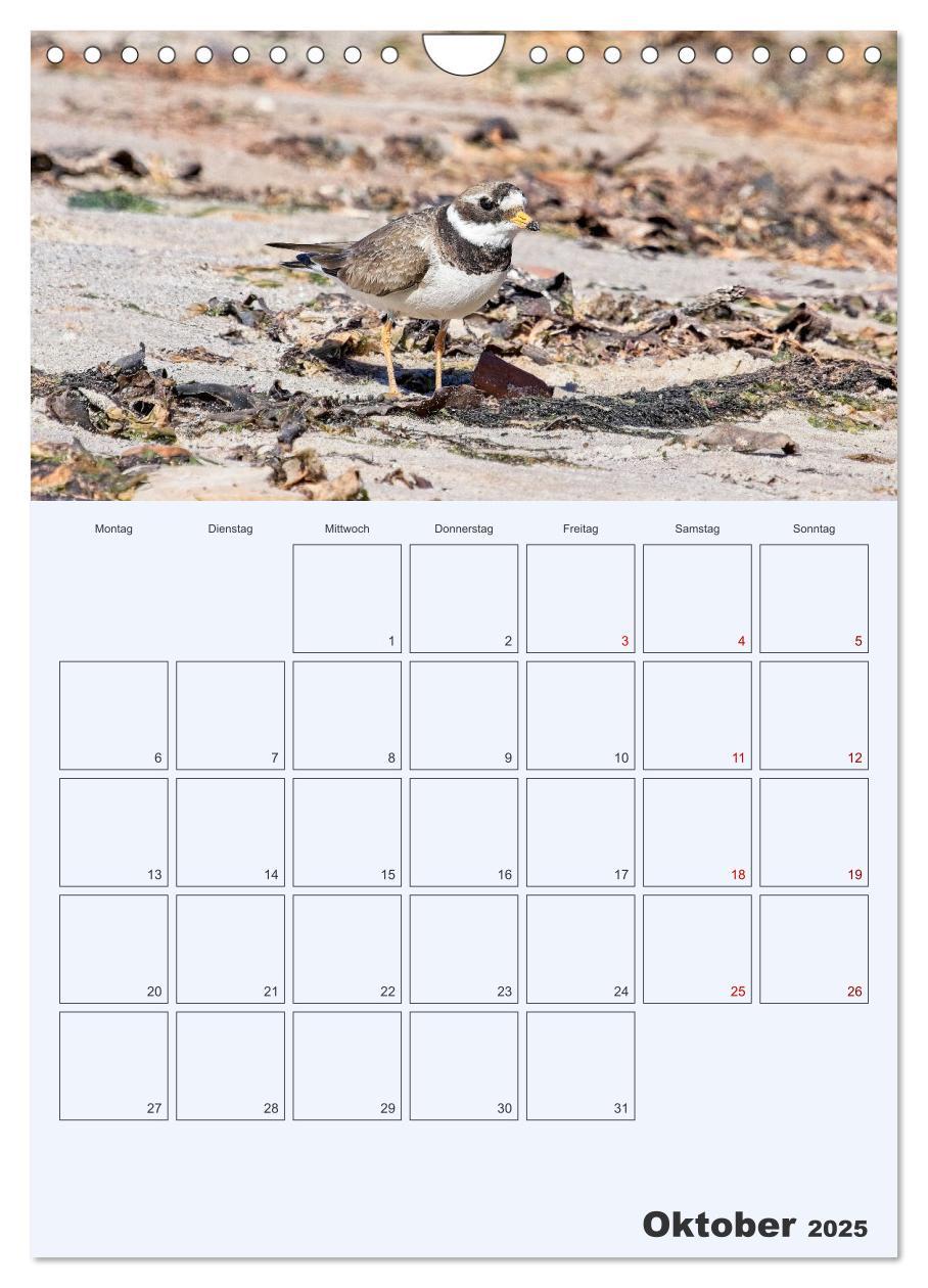 Bild: 9783435869565 | Wildes Leben auf Helgoland (Wandkalender 2025 DIN A4 hoch),...