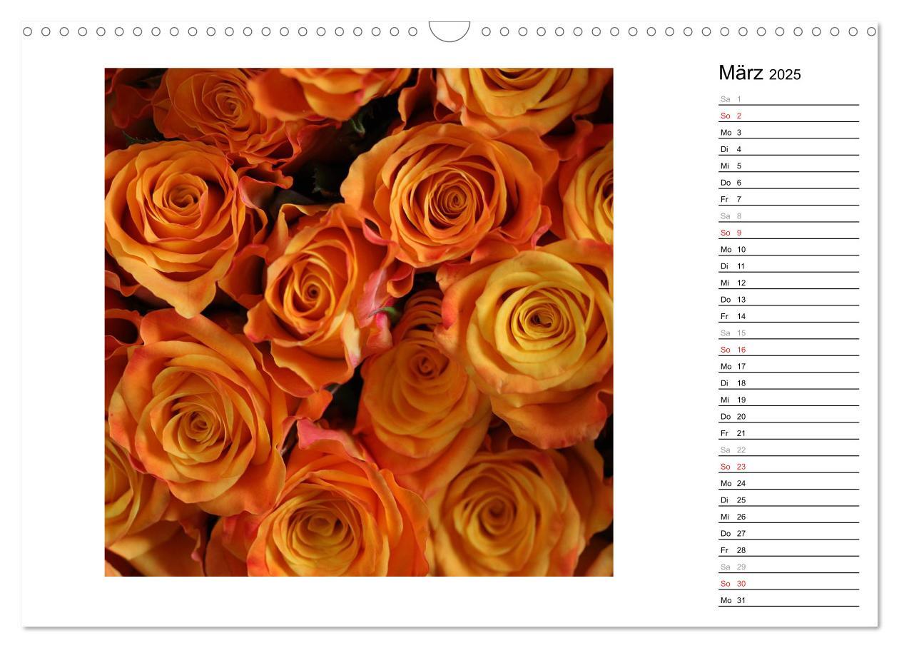 Bild: 9783435467761 | Die vielen Gesichter der Rosen (Wandkalender 2025 DIN A3 quer),...