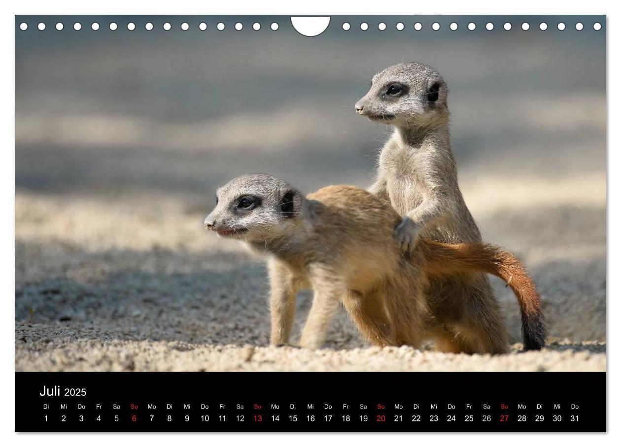 Bild: 9783435782451 | Lustige Erdmännchen (Wandkalender 2025 DIN A4 quer), CALVENDO...