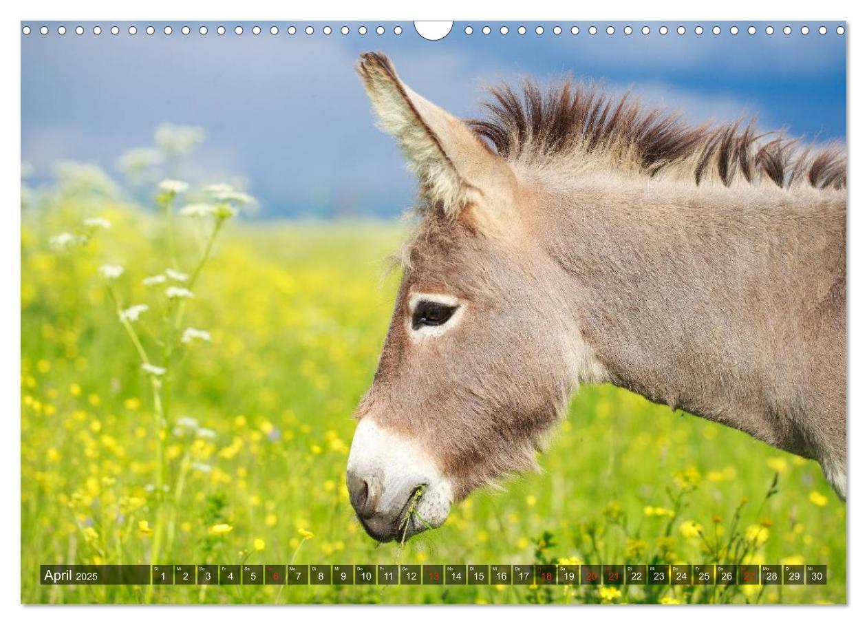 Bild: 9783435654581 | Esel - hübsch, klug und fleißig (Wandkalender 2025 DIN A3 quer),...