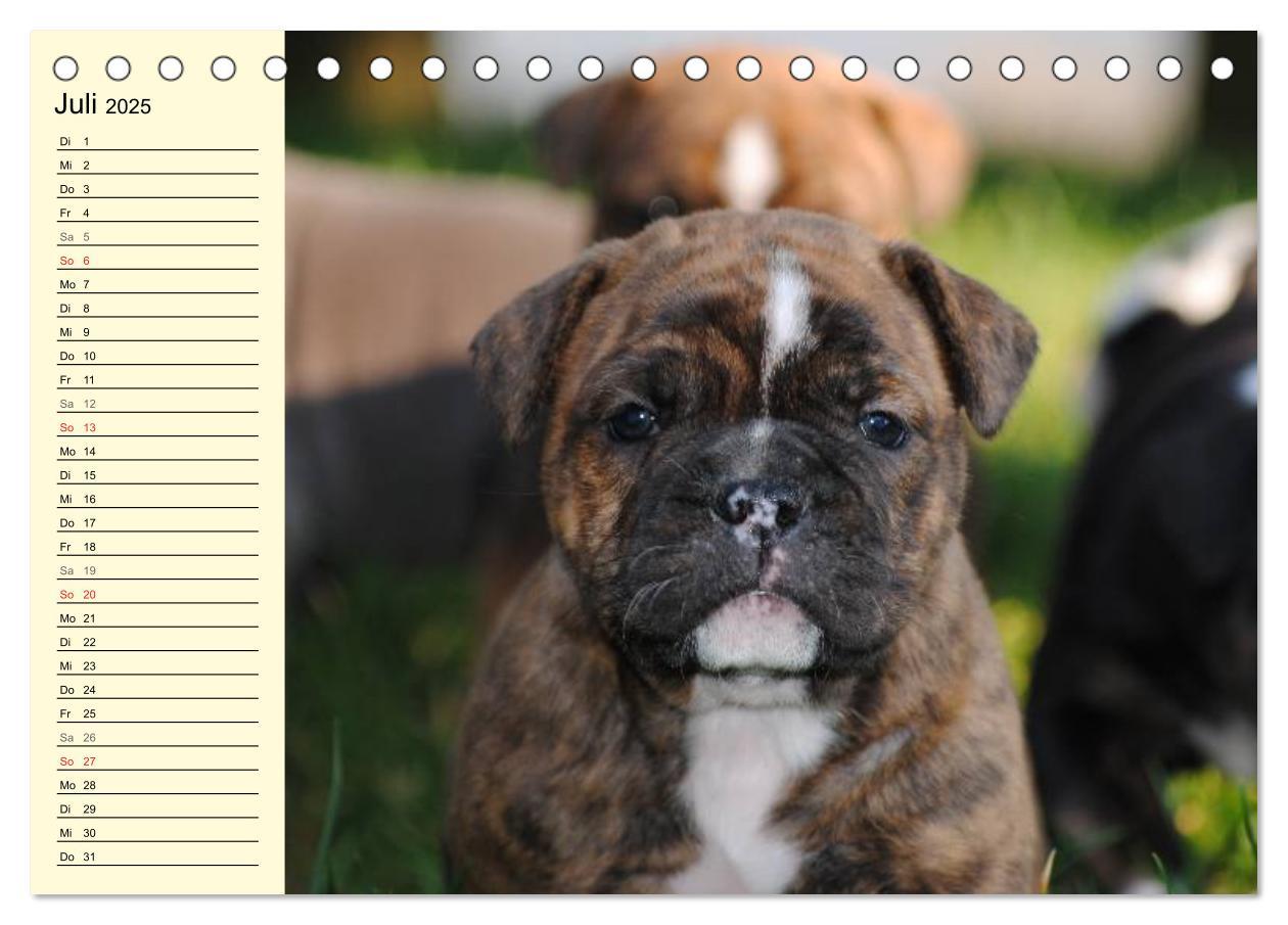 Bild: 9783435533497 | Bulldoggen-Moppelchen (Tischkalender 2025 DIN A5 quer), CALVENDO...