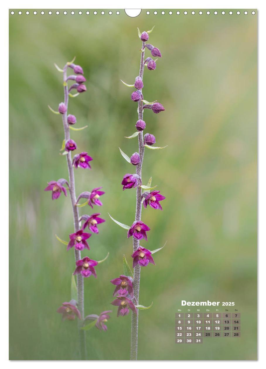 Bild: 9783435990207 | Orchideen in freier Wildbahn (Wandkalender 2025 DIN A3 hoch),...