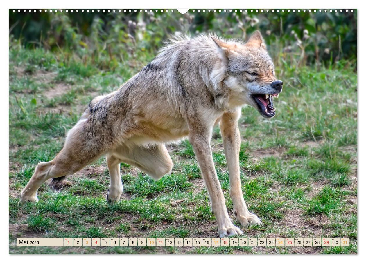 Bild: 9783435334643 | Wolf - Imposanter Jäger (Wandkalender 2025 DIN A2 quer), CALVENDO...